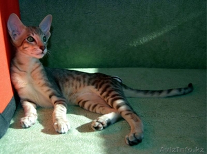 Ориентальный котёнок из питомника "Амрита Марга" - Изображение #2, Объявление #1199300