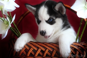 Голубоглазый Сибирский хаски щенки для продажи - Изображение #1, Объявление #1270366