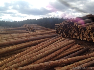 Продажа обрезной доски, круглого леса - производитель из Свердловской области - Изображение #5, Объявление #1266585