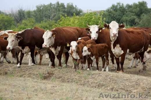 КРС сотрудничество
