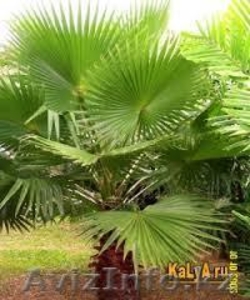 Продам пальму Вашингтония нитеносная (Washingtonia filifera) - Изображение #1, Объявление #1270407