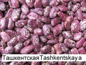 Продаём экологически чистую фасоль  из  Киргизии!!! - Изображение #4, Объявление #1274495