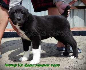 Щенки Среднеазиатской овчарки  в питомнике