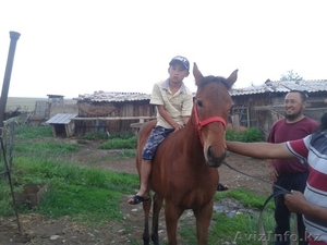 Обучаю детей ездить на лошади в Алматы - Изображение #1, Объявление #1295687