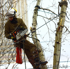 Спил и обрезка аварийных деревьев в Алматы - Изображение #5, Объявление #1295531