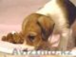 Продам щенков Парсон (Джек) рассел терьера  - Изображение #1, Объявление #591991