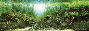 Природный аквариум - Изображение #6, Объявление #1283807