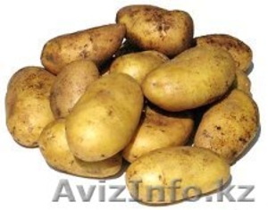 Картофель, капуста, лук оптом - Изображение #1, Объявление #1293106
