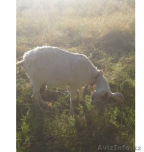 Продам козу с козлятами  70000тг - Изображение #1, Объявление #1284019