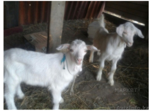 Продам козу с козлятами  70000тг - Изображение #2, Объявление #1284019
