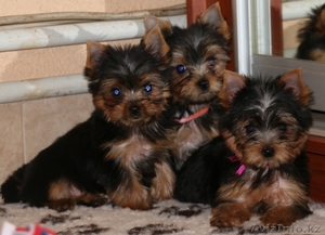 Продам девочку и мальчика Йоркширского Терьера