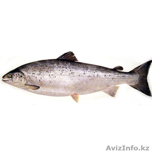 Свежемороженая семга оптом и в розницу 2000
