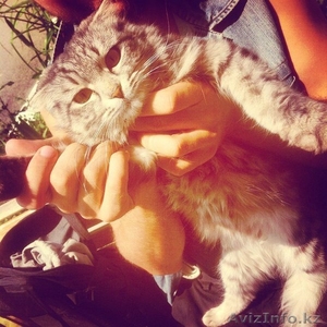 Котята от породистой кошки в хорошие руки - Изображение #5, Объявление #1317467