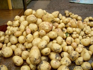 Продам картофель оптом от производителя - Изображение #1, Объявление #1325642
