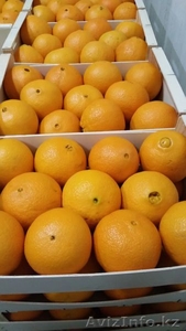 Апельсины. Прямые поставки из Испании - Изображение #1, Объявление #1328758