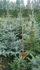 Саженцы деревьев.