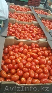 продаем помидоры - Изображение #3, Объявление #1168641