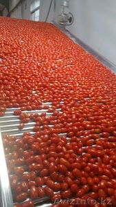 продаем помидоры - Изображение #2, Объявление #1168641