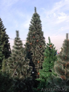 Купить новогоднюю елку в Алматы недорого! Бесплатная доставка - Изображение #1, Объявление #1345725