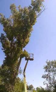 Спил деревьев в Алматы и Алматинской области!!! (НЕ ДОРОГО!!!) - Изображение #1, Объявление #1360479