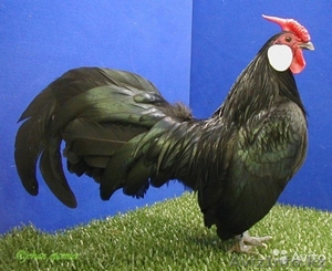 Продам кур, цыплят, инкубационное яйцо - Изображение #2, Объявление #1365905