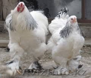 Продам кур, цыплят, инкубационное яйцо - Изображение #3, Объявление #1365905