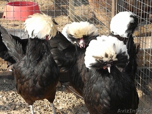 Продам кур, цыплят, инкубационное яйцо - Изображение #4, Объявление #1365905