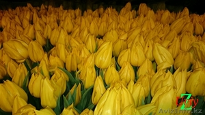 Тюльпаны оптом к 8 марта  - Изображение #2, Объявление #1363745