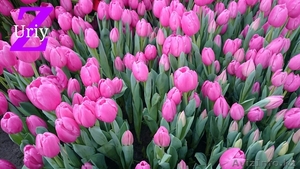 Тюльпаны оптом к 8 марта  - Изображение #3, Объявление #1363745