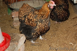Продам кур, цыплят, инкубационное яйцо - Изображение #5, Объявление #1365905