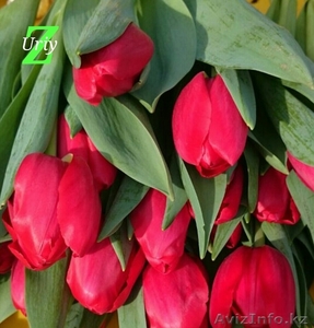 Тюльпаны оптом к 8 марта  - Изображение #4, Объявление #1363745