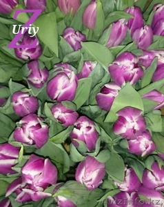 Тюльпаны оптом к 8 марта  - Изображение #1, Объявление #1363745