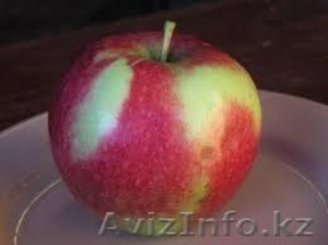 Саженцы яблони оптом - Изображение #1, Объявление #1357471