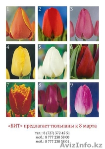 Тюльпаны на 8-е марта оптом - Изображение #1, Объявление #1375652