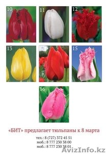 Тюльпаны на 8-е марта оптом - Изображение #2, Объявление #1375652