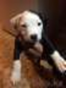 щенок американский стафардширский терьер  - Изображение #2, Объявление #1373783
