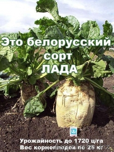 Семена кормовой свеклы сорт ЛАДА - корнеплоды до 25 кг! - Изображение #2, Объявление #1376028