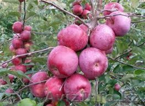 Саженцы яблони 15 сортов - Изображение #2, Объявление #1369215