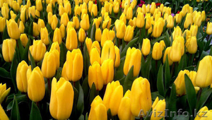 Тюльпаны к 8 марта оптом - Изображение #3, Объявление #1378841