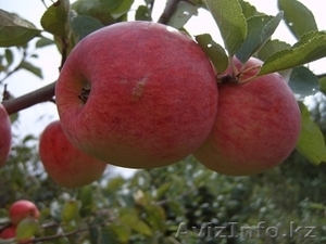 Саженцы яблони 15 сортов - Изображение #1, Объявление #1369215