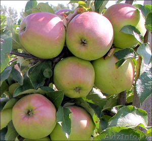 Саженцы яблони (местные) - Изображение #2, Объявление #1372566