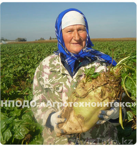 Семена кормовой свеклы сорт ЛАДА - корнеплоды до 25 кг! - Изображение #1, Объявление #1376028