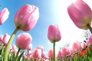 Тюльпаны к 8 марта оптом - Изображение #2, Объявление #1378841