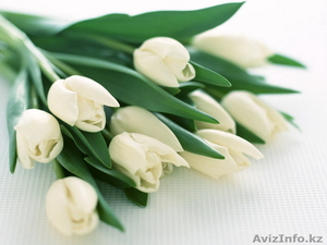 Тюльпаны к 8 марта оптом - Изображение #1, Объявление #1378841