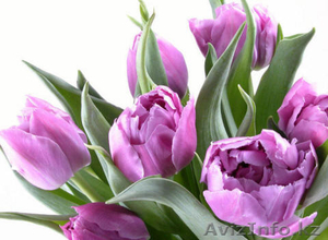 Тюльпаны к 8 марта оптом - Изображение #4, Объявление #1378841