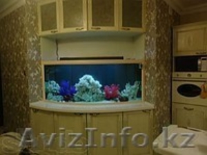 изготовление аквариумов с заселением и обслугой - Изображение #4, Объявление #1388897