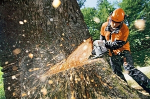 Пилим и обрезаем аварийные деревья любой сложности в Алматы - Изображение #4, Объявление #1383928