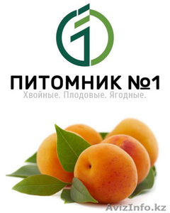 Саженцы абрикоса. - Изображение #1, Объявление #1388388