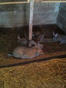 кролики фландеры,французские бараны - Изображение #3, Объявление #1361141