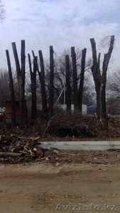 Спил деревьев в Алматы и Алматинской области!!! (НЕ ДОРОГО!!!) - Изображение #2, Объявление #1360479